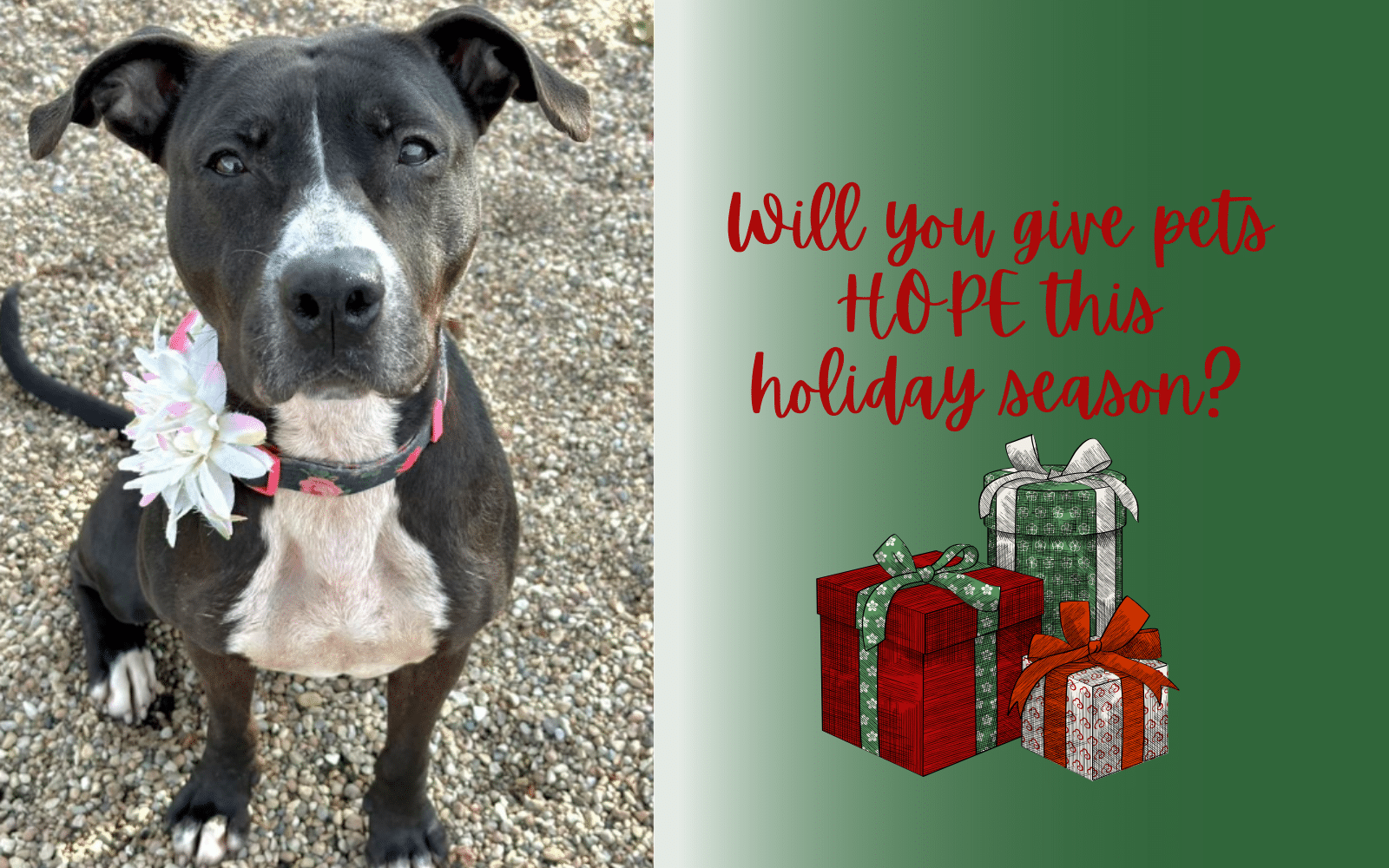 Donate presents for the pets during the third annual Presents for